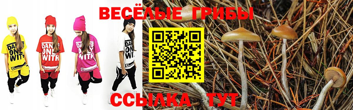 Камышин  Псилоцибиновые грибы Cubensis  Вход с VPN  Псилоцибиновые грибы Cubensis 